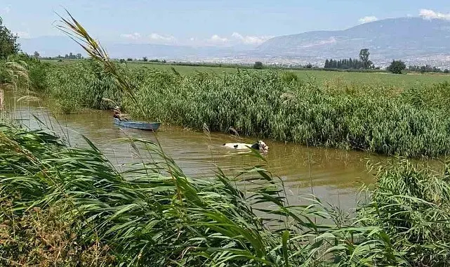 Su kanalına düşen ineği itfaiye kurtrdı