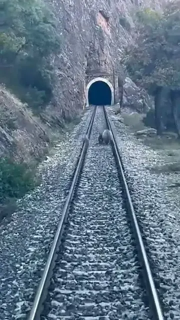 Sivas Divriği’de Tren Raylarına Çıkan Ayı Ailesi Korku Dolu Anlar Yaşattı