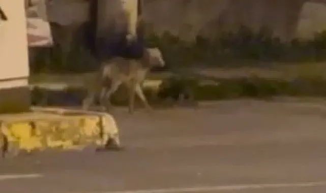 Ardahan'da gece şehre inen tilki kamerada