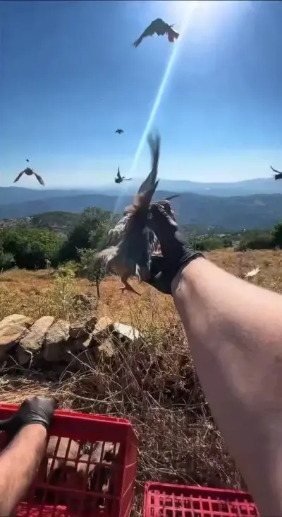 Aydın'da Doğal Yaşamı Destekleme Çalışmaları Kapsamında Kınalı Keklik Salımı Yapıldı