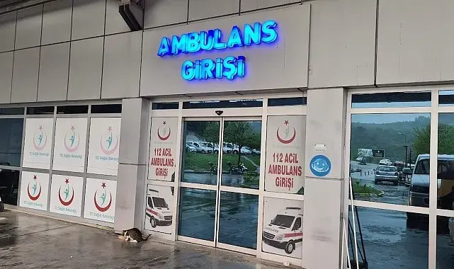 Ihlamur ağacından düşen kadın yaralandı