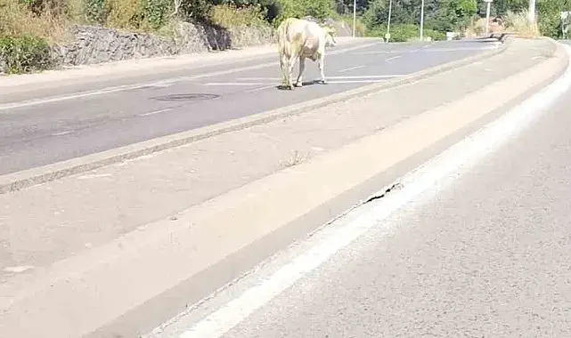 Ümraniye'de cadde ortasında başıboş inek görüntülendi