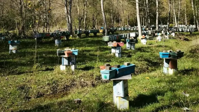 Bartın'da Arılı Kovan Destekleme Başvuruları İçin Son 5 Gün