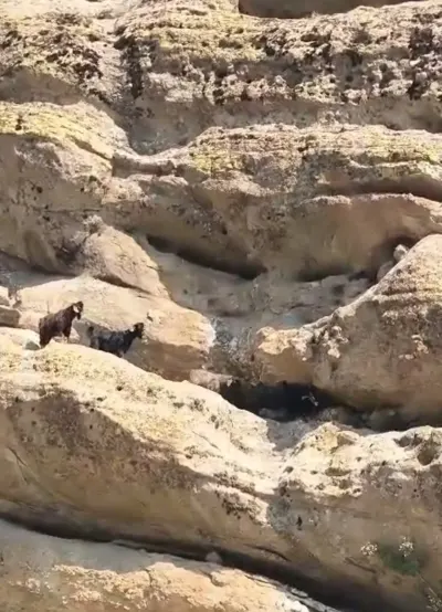 Tunceli'de Sarp Kayalıklarda Mahsur Kalan Keçiler Başarıyla Kurtarıldı