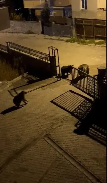 Kars Sarıkamış'ta Yerleşim Yerine İnen Boz Ayılar Kamerada