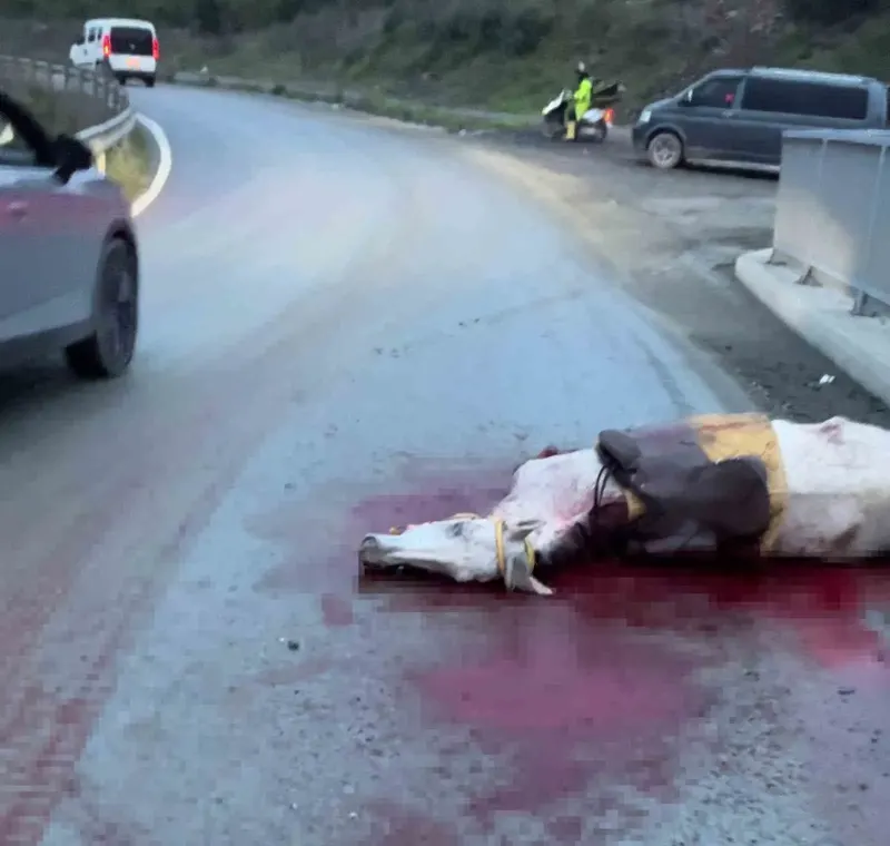Arnavutköy’de Kontrolden Çıkan Otomobil Ata Çarptı: 3 Yaralı