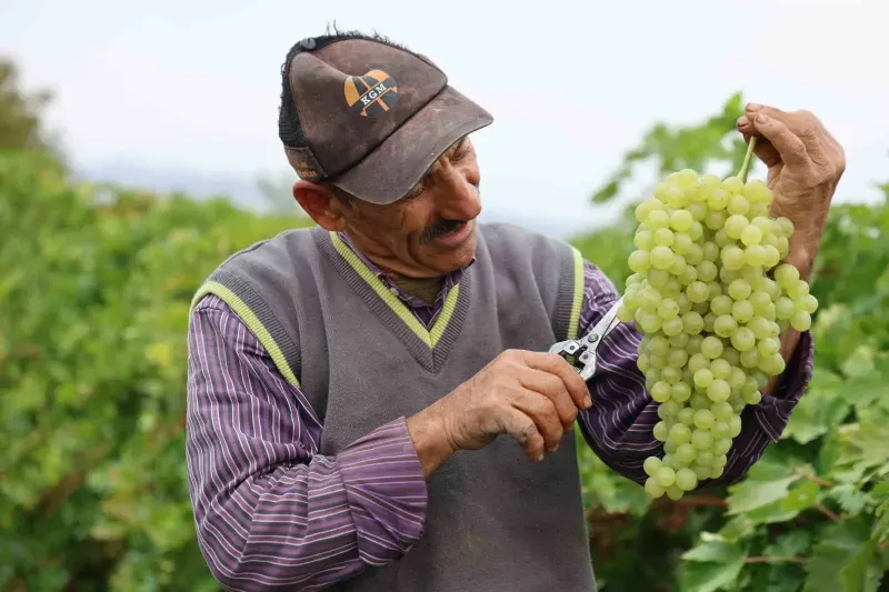 Elazığın Tescilli Üzümünde Hasat Sezonu Sürüyor