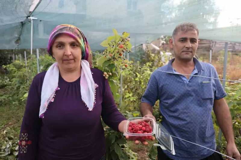 Adana'da Alternatif Ürün Başarısı: Saimbeyli'de İlk Ahududu Hasadı Yapıldı