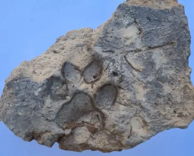 Kütahya Tavşanlı Höyük Kazılarında 4 Bin Yıllık Köpek Pati İzi Ortaya Çıktı