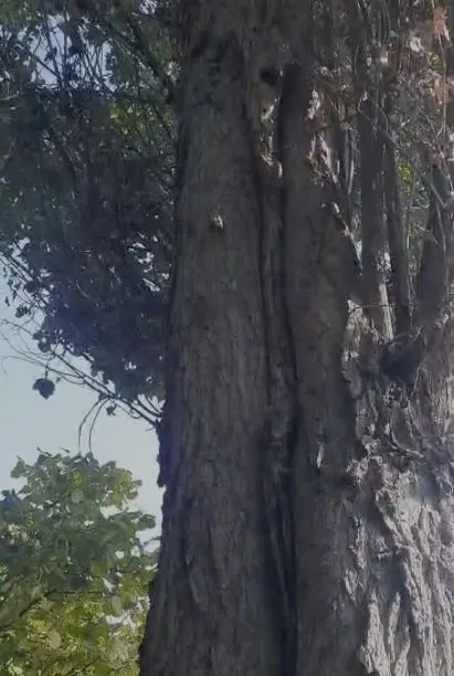 Elazığ'da Sincapların Ceviz Toplama Telaşı Eğlenceli Görüntülere Sahne Oldu