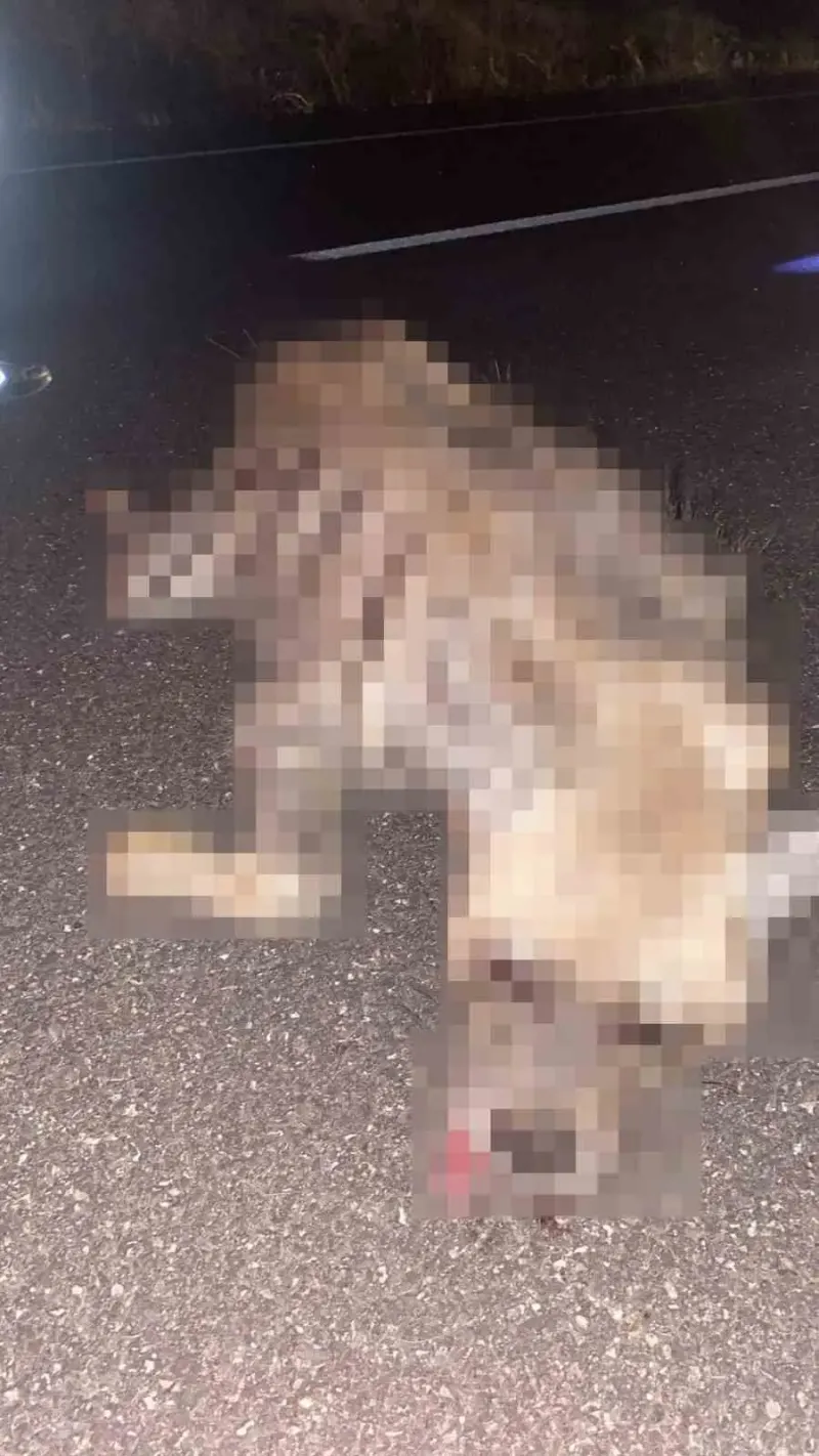 Adıyaman'da Otomobilin Çarptığı Çizgili Sırtlan Telef Oldu