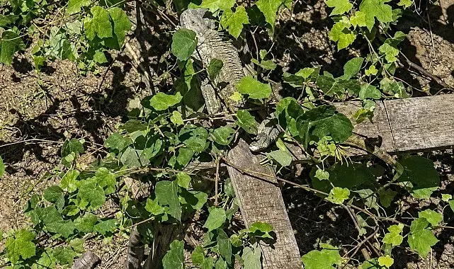 İtfaiyenin iguana mesaisi