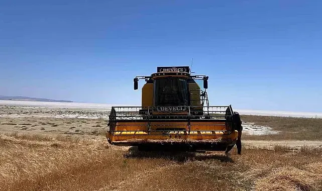 Kulu'da arpa hasadı başladı