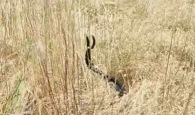 Elazığ'da iki yılanın dansı görüntülendi