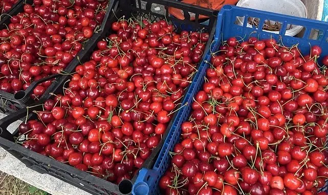 Osmaniye'de kiraz hasadı başladı