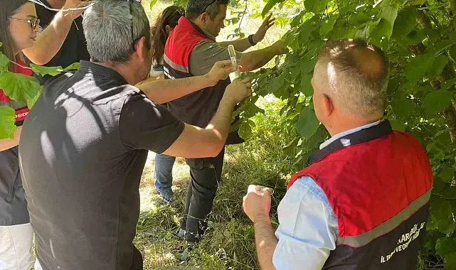 Kahverengi kokarca ile mücadelede samuray arıcıkları doğaya salındı