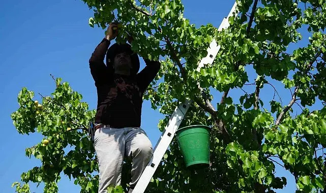 Iğdır'da binlerce tonluk sarı altın hasadı başladı