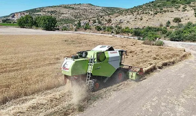 Altıeylül'ün bereketli topraklarında hasat başladı