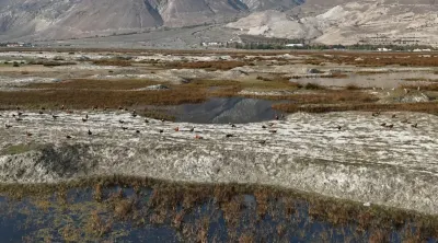 Erzincan Ekşisu Sazlığı'nda Göç Öncesi Son Görüntüler Kaydedildi