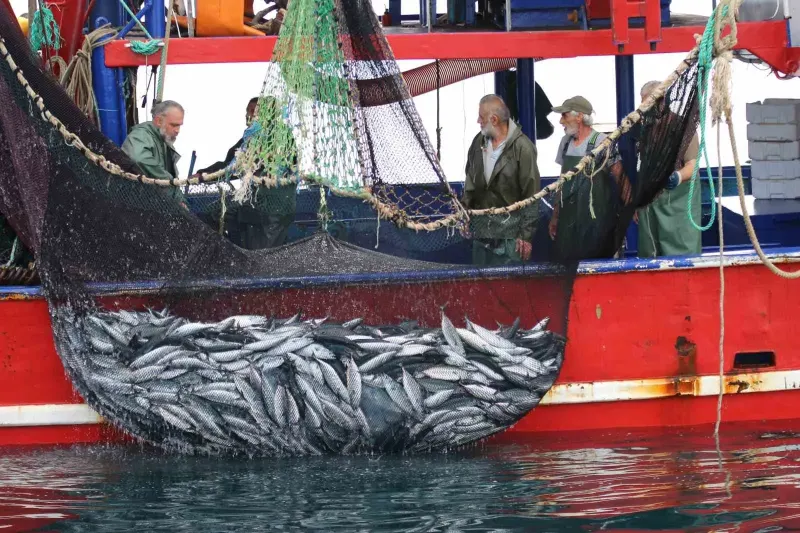 Karadeniz’de Palamut Bolluğu Fiyatları Düşürdü Ancak Av Baskısını Artırdı