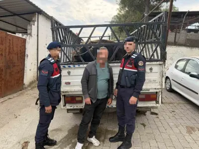 Koçarlı’da Çaldığı Büyükbaş Hayvanları Satan Şüpheli Cezaevine Gönderildi