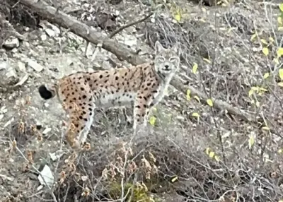 Erzurum'da Nesli Tükenme Tehlikesindeki Vaşak Doğal Yaşam Alanında Görüntülendi
