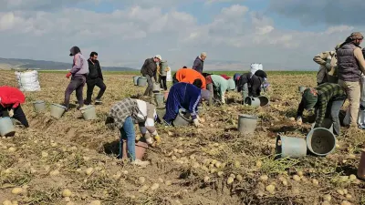 Adilcevaz Patates Tarlalarında Mevsimlik İşçilerin Zorlu Hasat Mesaisi