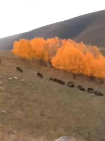 Ardahan'da Ormanlık Alanda Görüntülenen Domuz Sürüsü Büyükbaş Hayvanların Yakınından Geçti