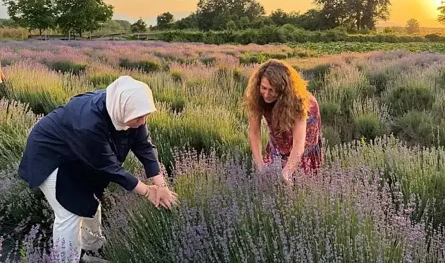 Düzce'de lavanta hasadı başladı