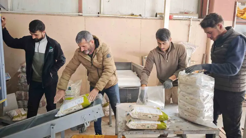 Bitlis, Tohumluk Kuru Fasulye Üretiminde Türkiye Lideri Oldu