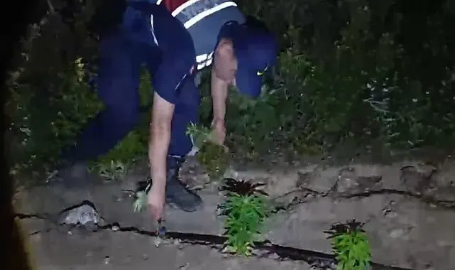 Mersin'de ormanlık alana ekilen bin 500 kök kenevir ele geçirildi