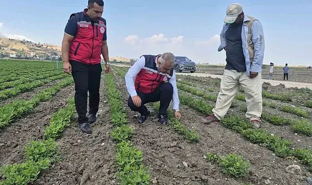 Antakya'da yer fıstığı üretimi yapılan araziler incelendi