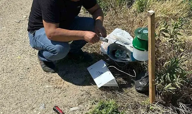 Köşk'te pamuk tarlalarına zararlı takibi için monitör tuzak kuruldu