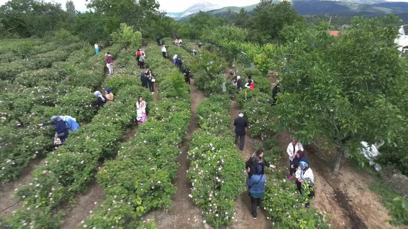 Gül Çiçeği Taban Fiyatına Büyük Artış Yapıldı