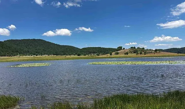 Yayla Gölü nilüferlerle renklendi