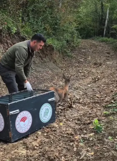 Bartın'da Tedavisi Tamamlanan Yaralı Karaca Doğal Yaşam Alanına Bırakıldı