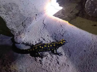 Elazığ'da Nesli Tehlike Altındaki Benekli Semender Kaydedildi