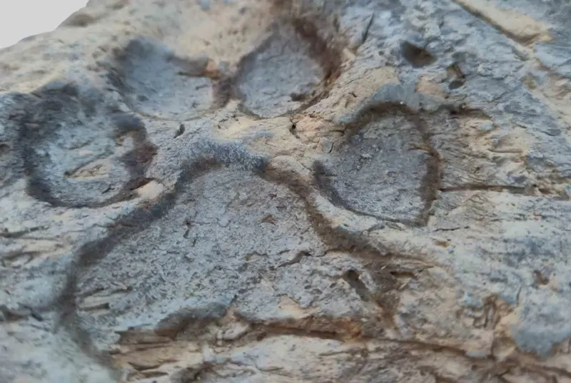 Kütahya Tavşanlı Höyük’te Dört Bin Yıllık Pati İzi Bulundu