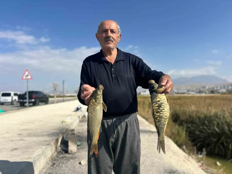 Van Gölü Sazlıklarında Aynalı Sazan Mesaisi Başladı