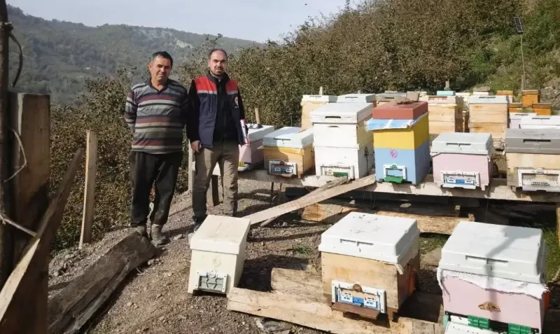 Düzce Yığılca'da Arılı Kovan Sayımları Tamamlandı