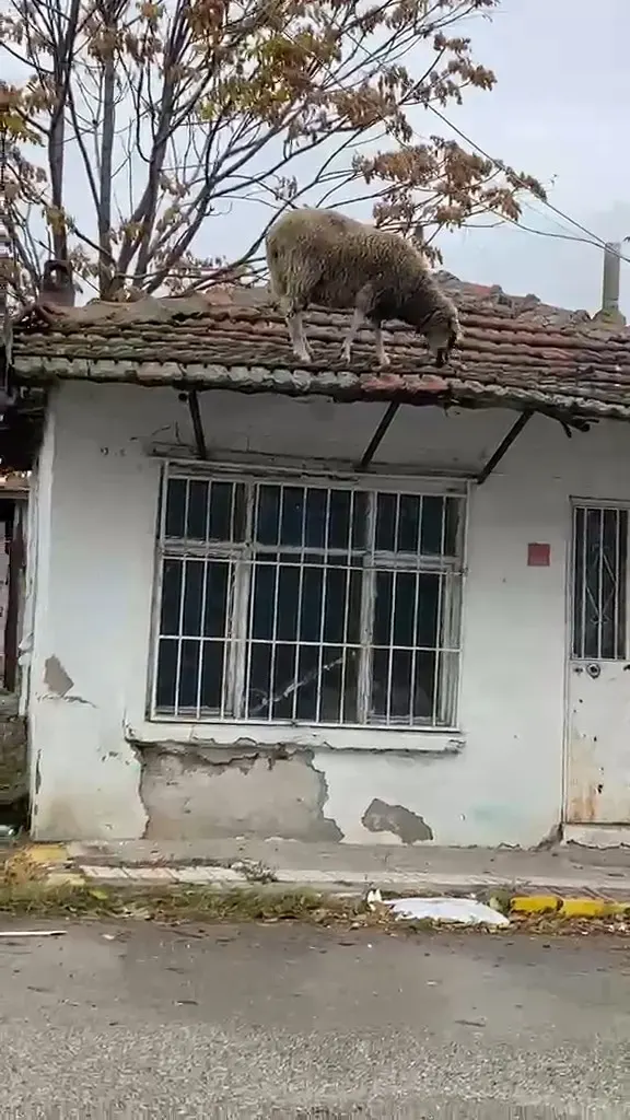 Edirne'de Tek Katlı Bir Evenin Çatısına Çıkan Koyun Şaşkınlık Yarattı