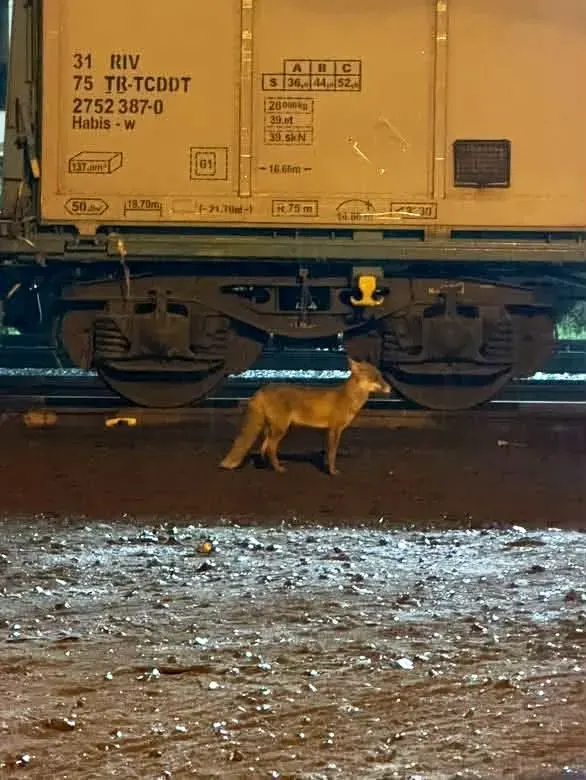 Tekirdağ Muratlı'da Tren İstasyonu Yakınında Tilki Görüldü