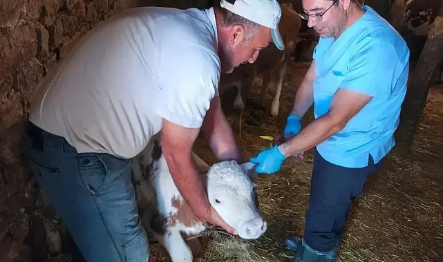 Ağın'da büyükbaş hayvanlarda aşılama ve küpeleme çalışması