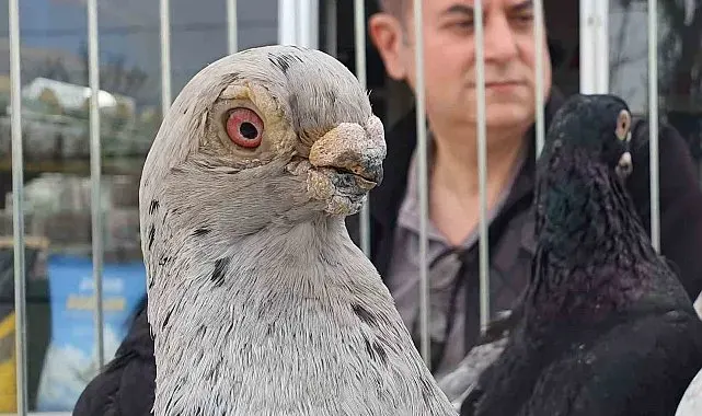 Parmak ucunda yürüyen endemik Tokur güvercinleri görücüye çıktı