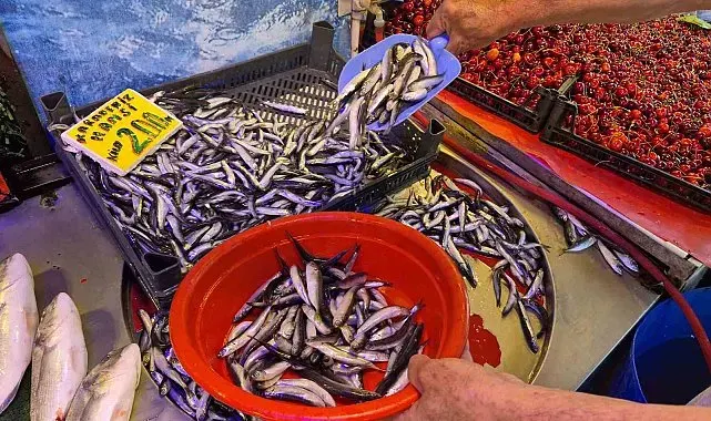 Balıkçı esnafından 'Yazın balık yenmez' algısına tepki