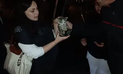 Gümüşhane'de Harşit Çayı Kenarında Mahsur Kalan Yavru Kedi Kurtarıldı