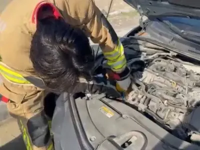 Hatay Genelinde Mahsur Kalan Hayvanlar İtfaiye Ekipleri Tarafından Kurtarıldı