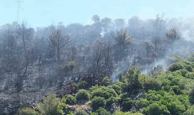 Burhaniye'de çıkan orman yangınında yaklaşık 10 dekar alan zarar gördü
