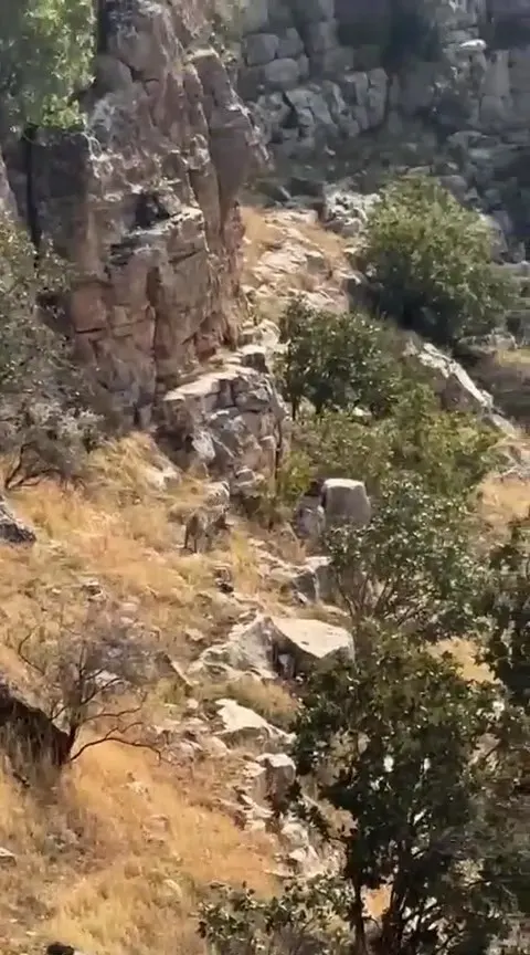 Batman Gercüş'te Nesli Tükenme Tehlikesindeki Çizgili Sırtlan Kameraya Yansıdı