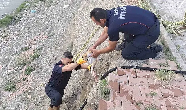 Çorum'da çaya düşen kediyi itfaiye kurtardı
